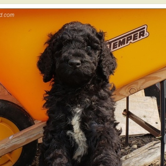 Meet your Posher, Nolan - Picture 1 of 1